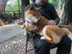-柴犬高等学院·狗咖·柴犬售卖·宠物训练