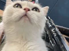 -猫小院猫主题餐厅(南锣旗舰店)