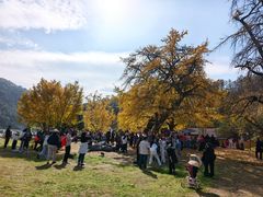 -千年银杏谷文化旅游区