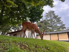 -天龙寺