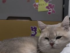 -三花喵·撸猫购宠·宠物生活馆(虹桥南丰城店)