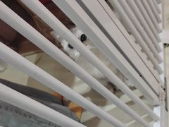 -三花喵·撸猫购宠·宠物生活馆(虹桥南丰城店)