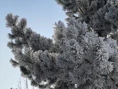 -黑龙江省森林植物园