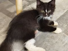 -楼上猫咖(罗湖店)