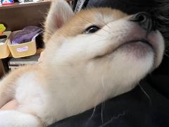 -逗柴咖啡屋·狗咖猫咖宠物桌游