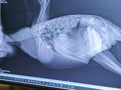 -雨林宠物医院 非犬猫异宠专科