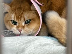 -四月宠物医院·猫专科·心脏专科·内科(转塘店)