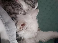 -瑞派福兴宠物医院犬猫全科·骨科·中西医结合(河东店)