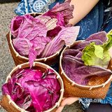 没去贵州!就在成都!!