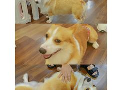 -柯斗斗主题餐厅·狗咖·围炉煮茶·茶饮(国瑞升平里店)