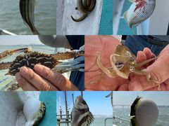 -鑫艋游艇海钓俱乐部