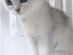 -lincat·猫舍(广州店)