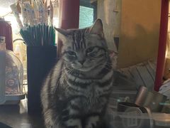 -猫色咖啡·猫咖
