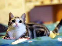 -Bastet sally猫舍购宠(静安店)