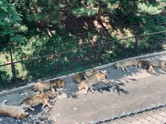 -大连森林动物园