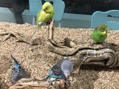 -怪兽屋·羊驼·猫咖·狗咖(俊华广场店)