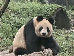 -中国大熊猫保护研究中心雅安碧峰峡基地