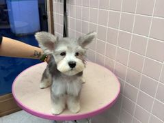 -FAELING PETS美天灵宠物(富力广场店)