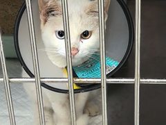 -德元·美联众合24小时动物医院(总院)