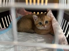 -瑞派康怡24h宠物医院·犬猫医疗中心·微创绝育(瑞景分院)