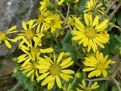 -朴园