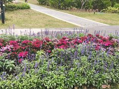 -福田红树林生态公园