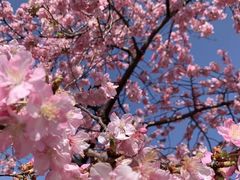 -希衣日语