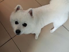 -pd派德宠物中心医院24H急重症·眼科中心·血液透析中心(嵩山北路店)