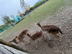 -苏州太湖西山岛开心农场