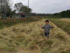 -上海长兴岛郊野公园