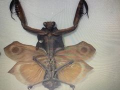 -上海昆虫博物馆