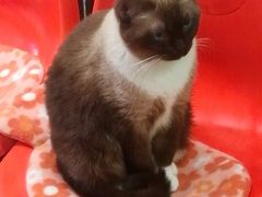 -猫咪博物馆(顶澳仔猫街店)