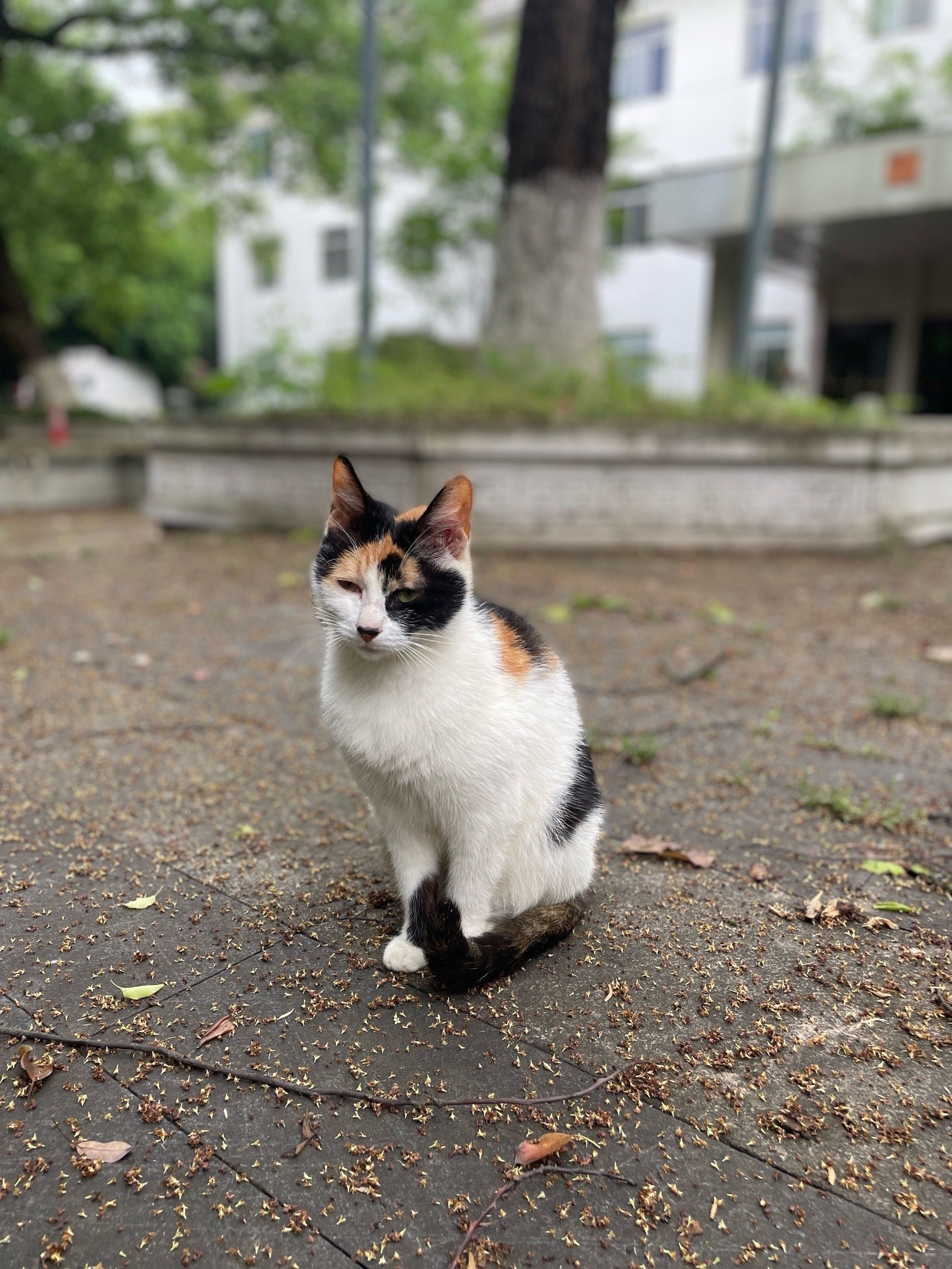 猫斯拉!蓉园宾馆7号楼