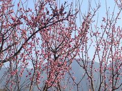 -白帝城·瞿塘峡景区