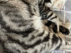 -萌兽医馆·犬猫专科·眼科中心·宠物医院(朝阳门分院)
