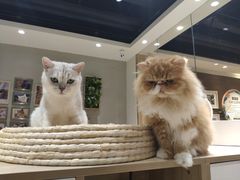 -藏猫猫咖啡主题馆(中央大道店)