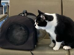 -万博宠物医院·手术·诊疗(未央凤城五路店)