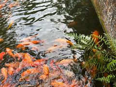 -千岛湖东南湖区