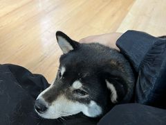 -是阿柴呀！柴犬咖啡·爱喵喵猫咖