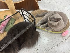 -喵园·猫主题咖啡厅·撸猫·猫咖(国贸店)