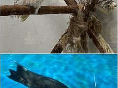 -海合安武汉极地海洋公园