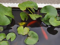 -217笋干馄饨