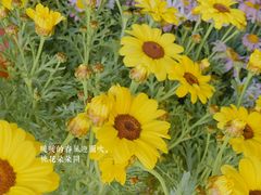 -溪岸路花鸟市场