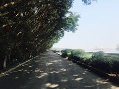 -大湾区中央湿地公园