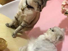 -李小姐の猫咖啡馆(五角场店)