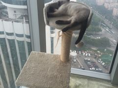 -喵店&猫咖