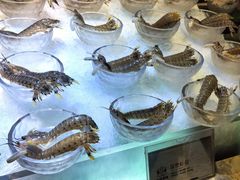 -半岛翡丽海鲜自助餐厅(观风亭店)