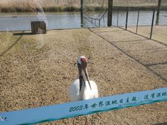 -盐城丹顶鹤湿地生态旅游区