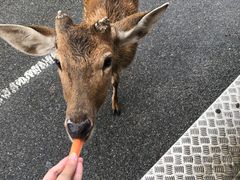 -清迈夜间动物园