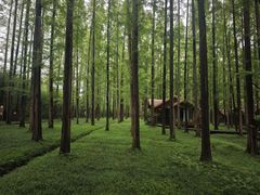 -黄海国家森林公园